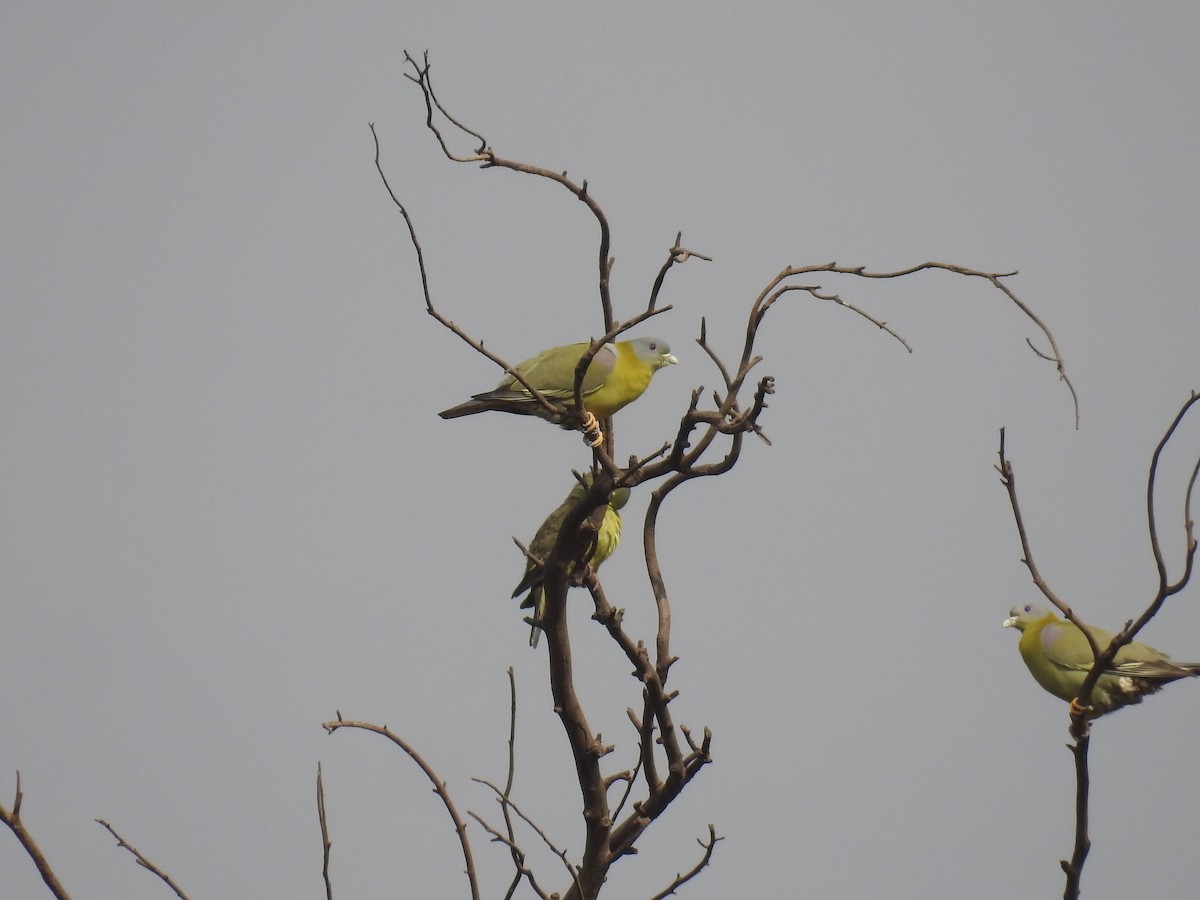 Yellow-footed Green-Pigeon - ML136599931
