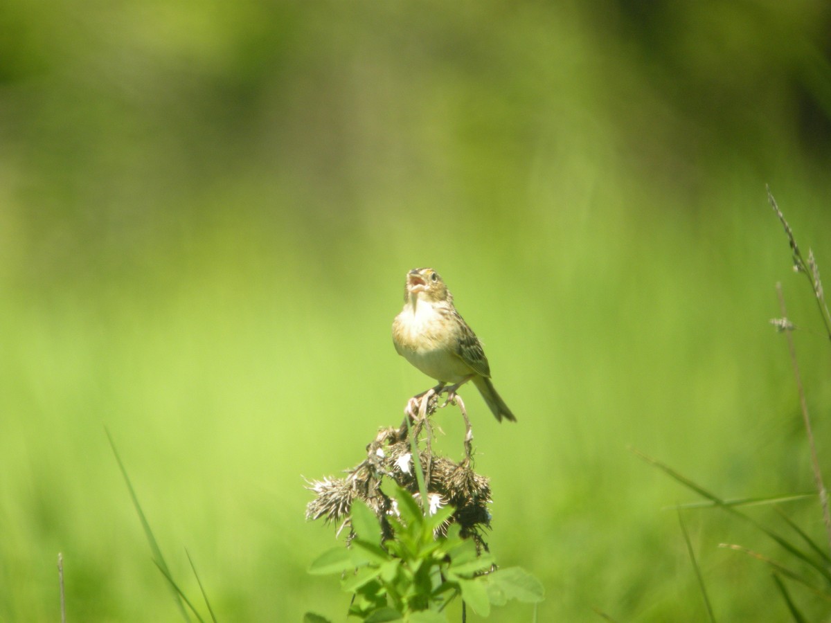 Grasshopper Sparrow - ML136600141