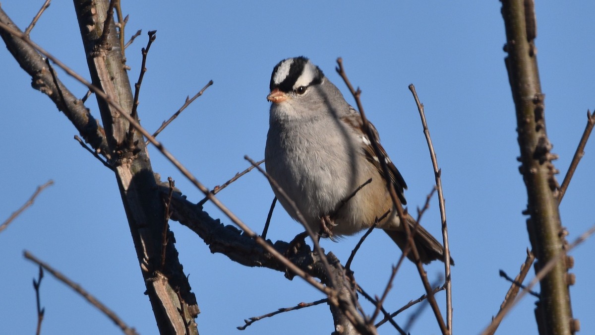 White-crowned Sparrow - Randy McCarthy