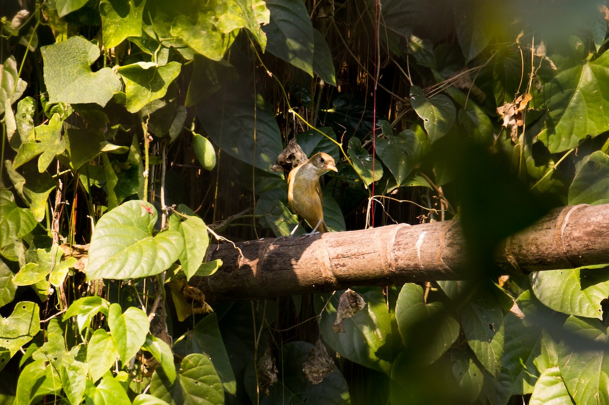 Thick-billed Warbler - Vichaya Auvichayapat