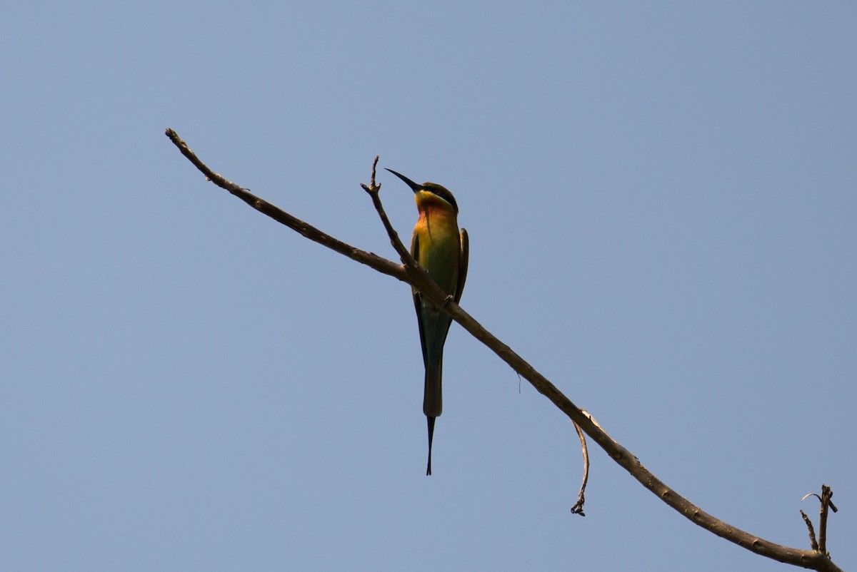 Blue-tailed Bee-eater - ML136605041