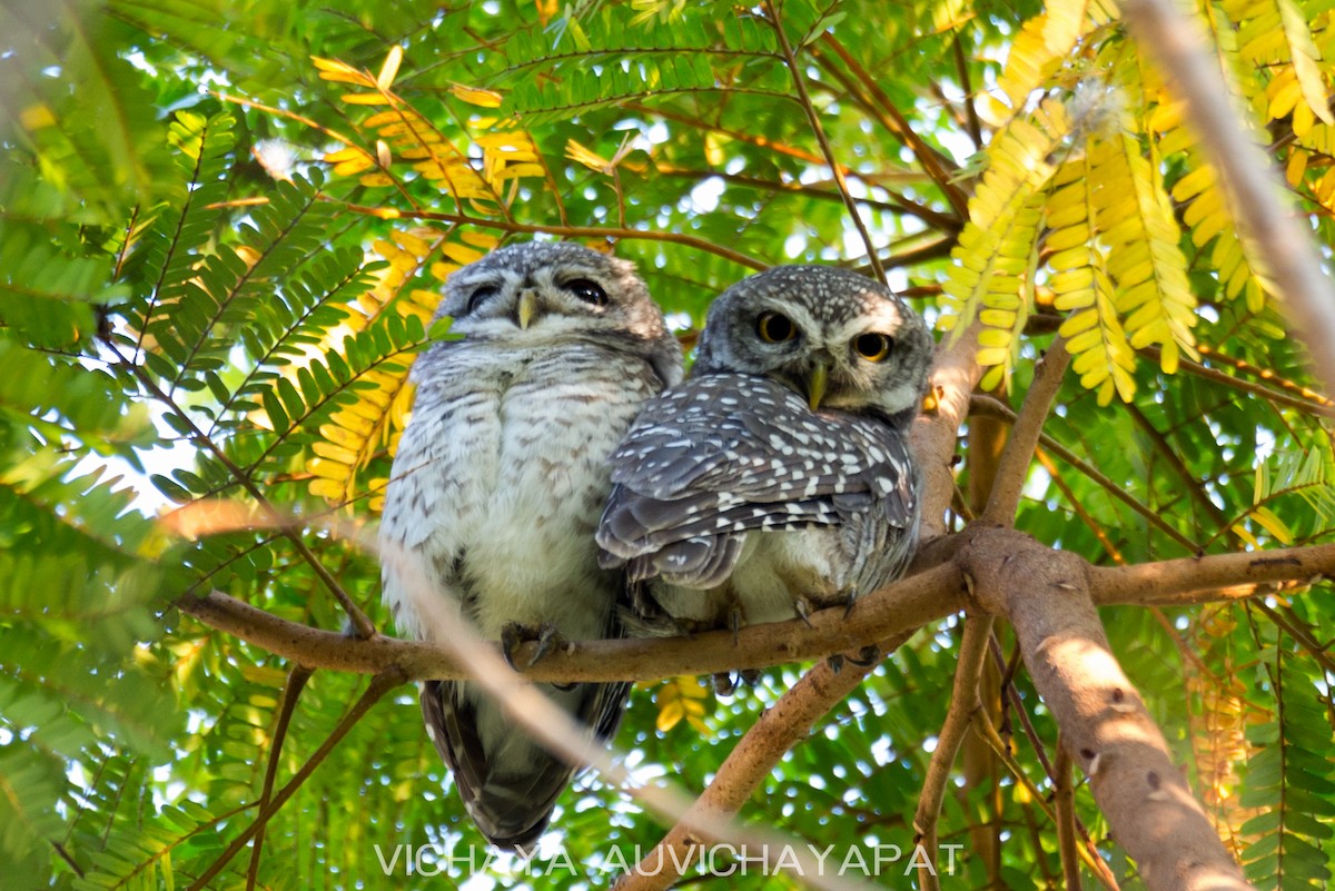 Spotted Owlet - ML136606251