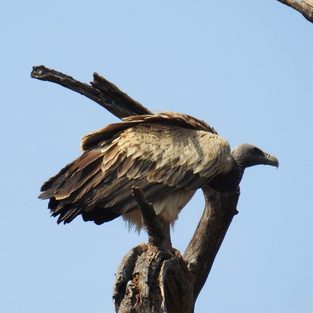 Indian Vulture - ML136606551