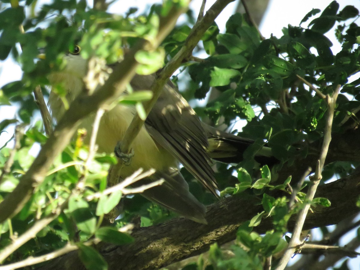 Mangrove Cuckoo - robert wellens