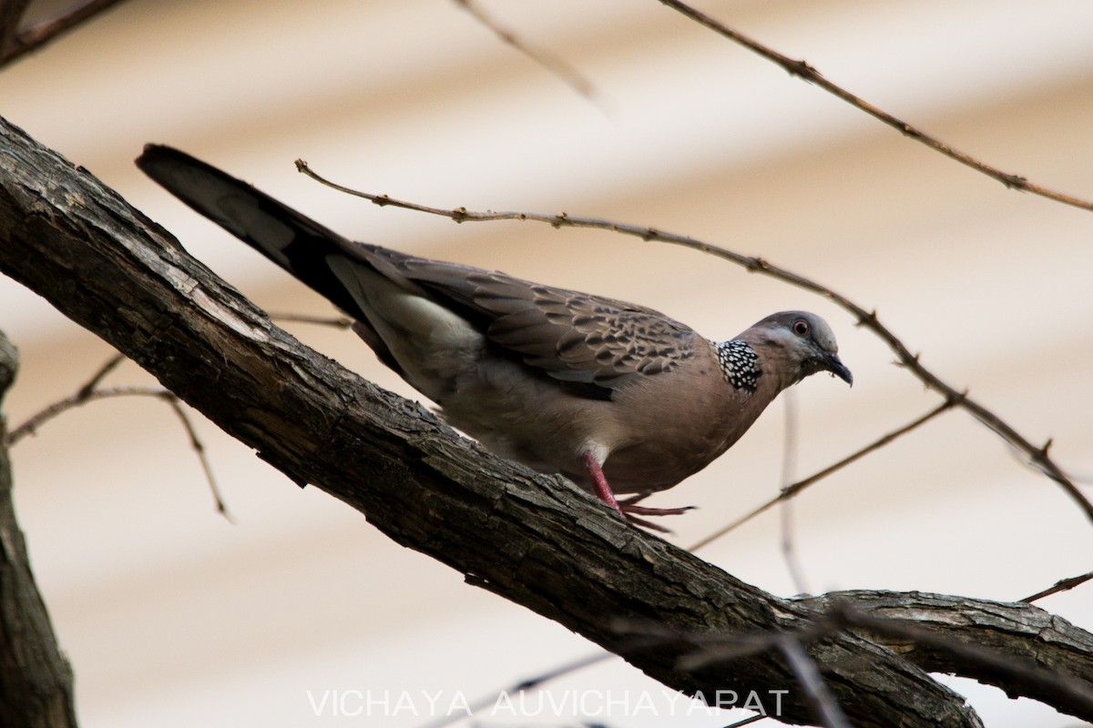 Spotted Dove - ML136606721
