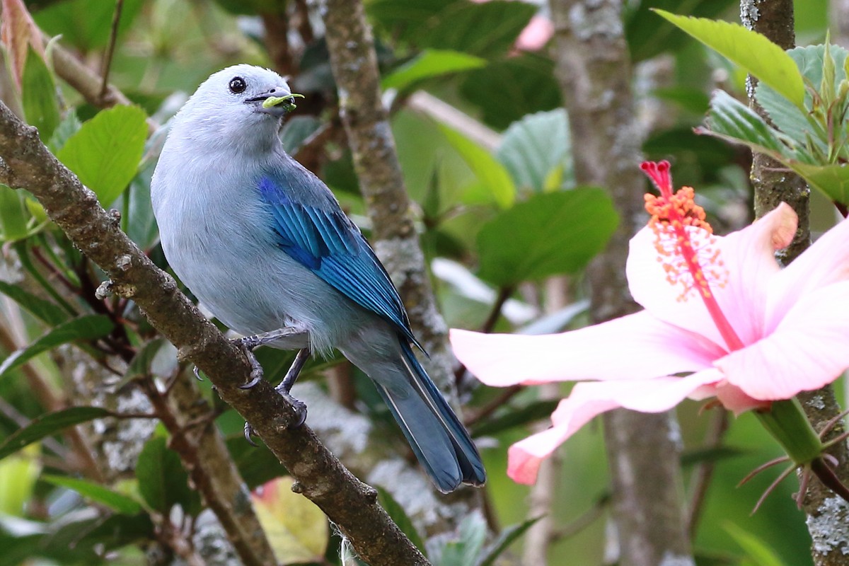 Blue-gray Tanager - ML136607071