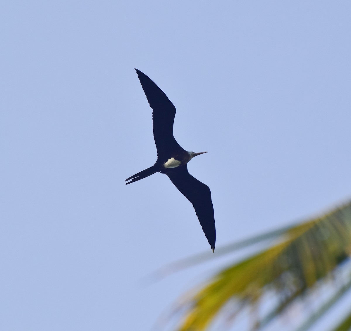 Great Frigatebird - Sreejith Bharathan