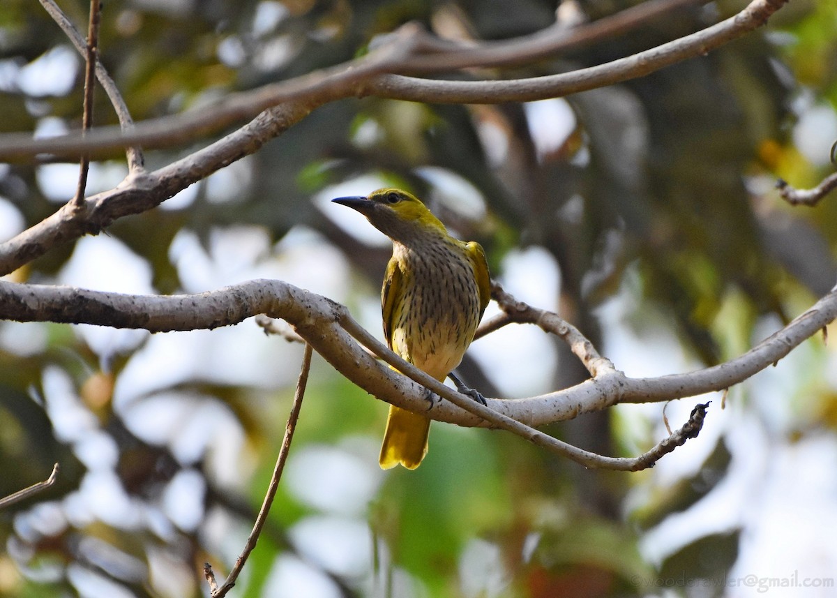 Indian Golden Oriole - ML136607431