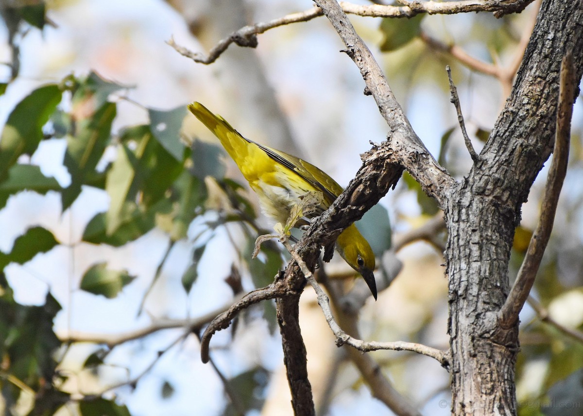 Indian Golden Oriole - ML136607441