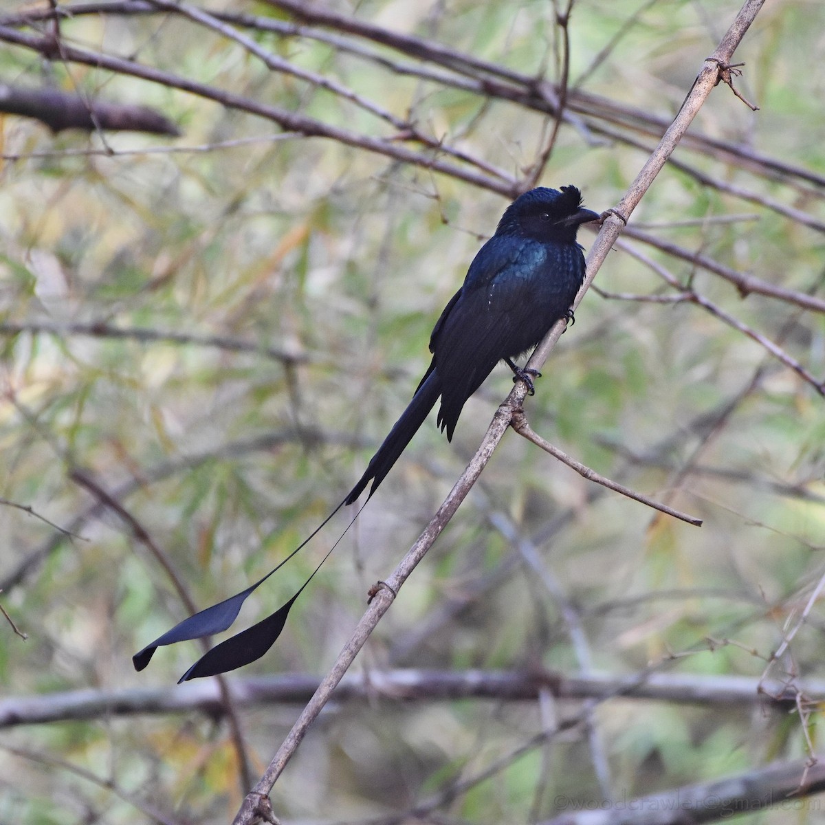 Greater Racket-tailed Drongo - ML136607621