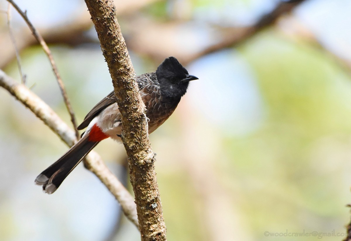 Red-vented Bulbul - ML136607711
