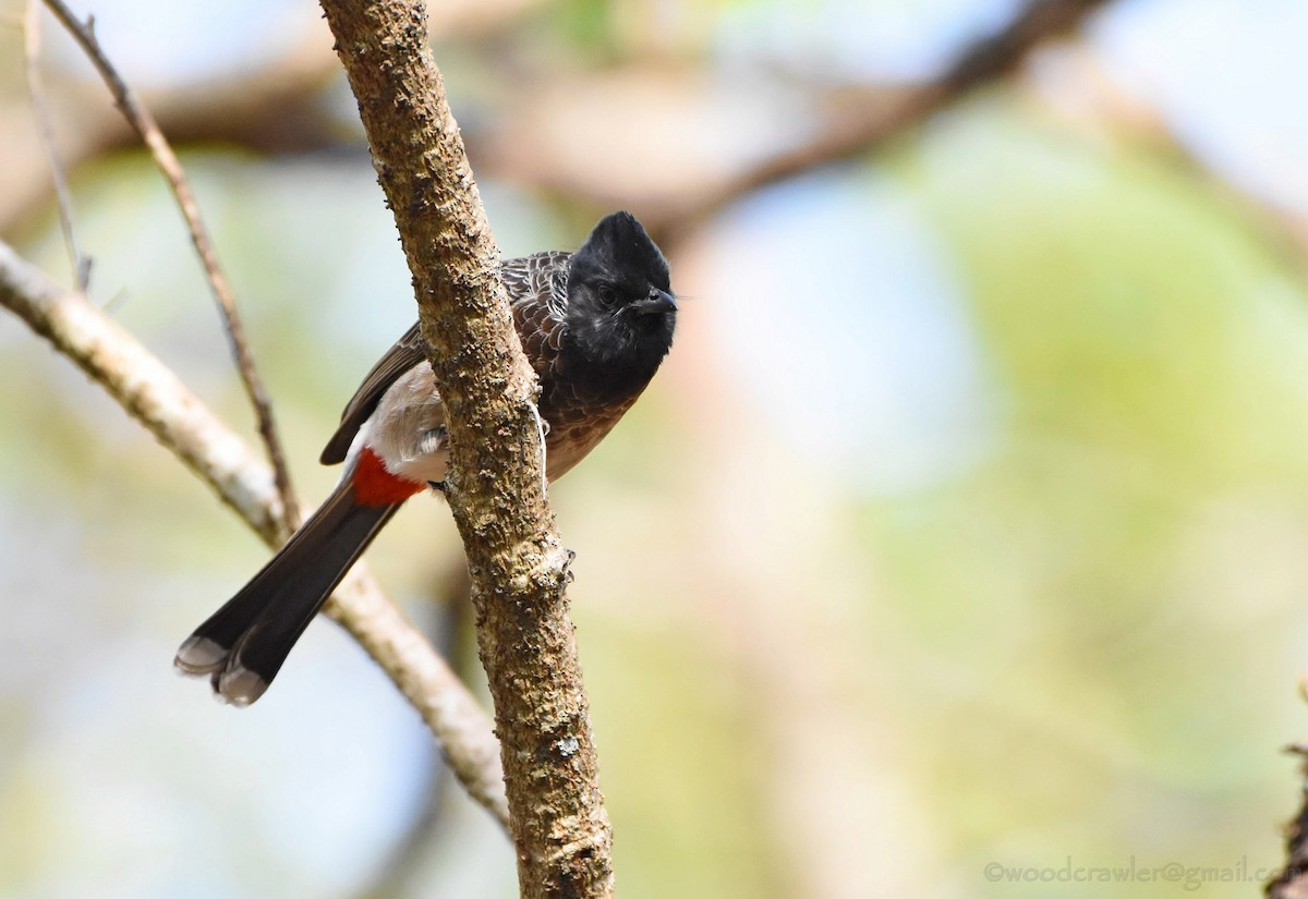 Red-vented Bulbul - ML136607721