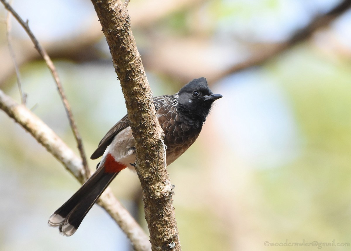 Red-vented Bulbul - ML136607731