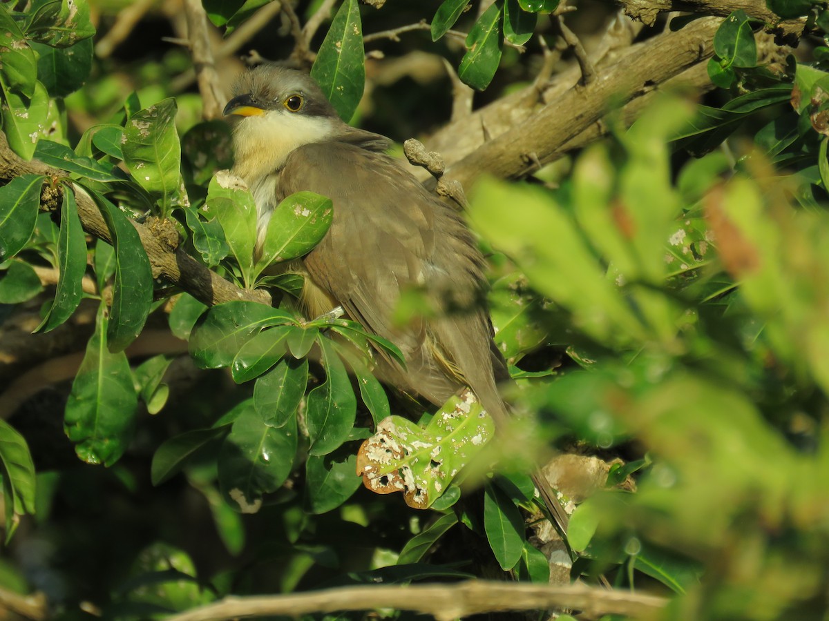 Mangrove Cuckoo - robert wellens