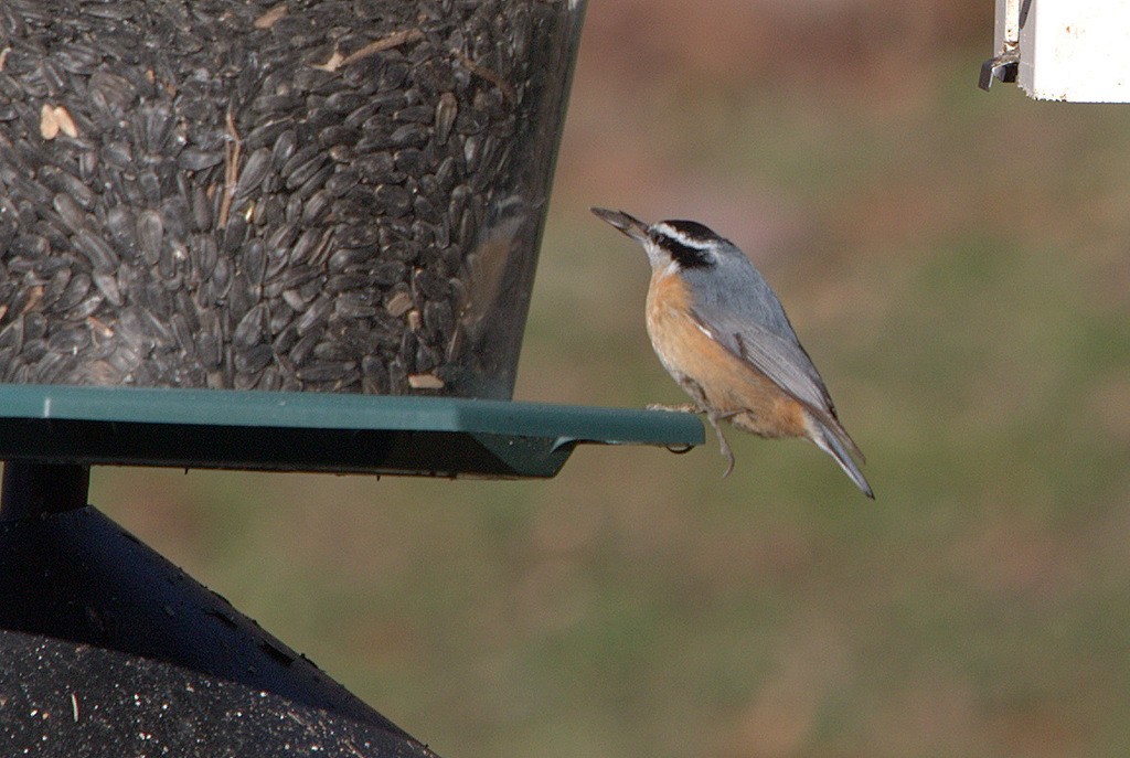 Red-breasted Nuthatch - ML136608491