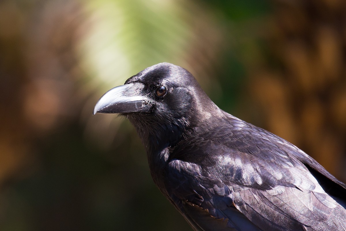Large-billed Crow - Vichaya Auvichayapat
