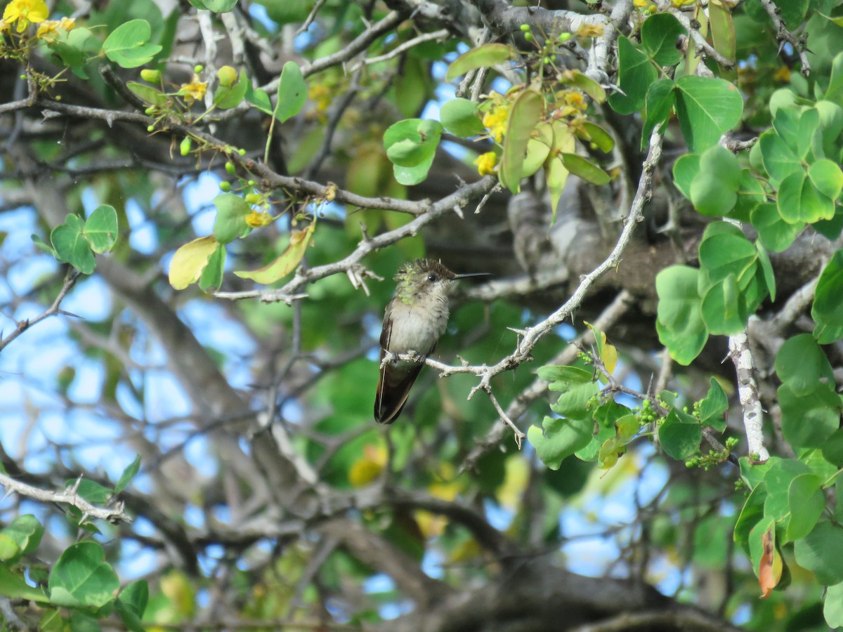 Ruby-topaz Hummingbird - robert wellens