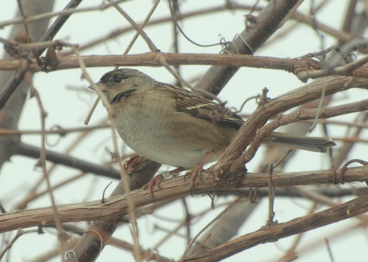 Golden-crowned Sparrow - ML136609961