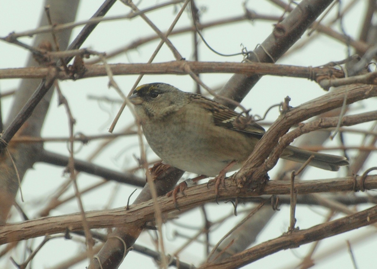 Golden-crowned Sparrow - ML136609971