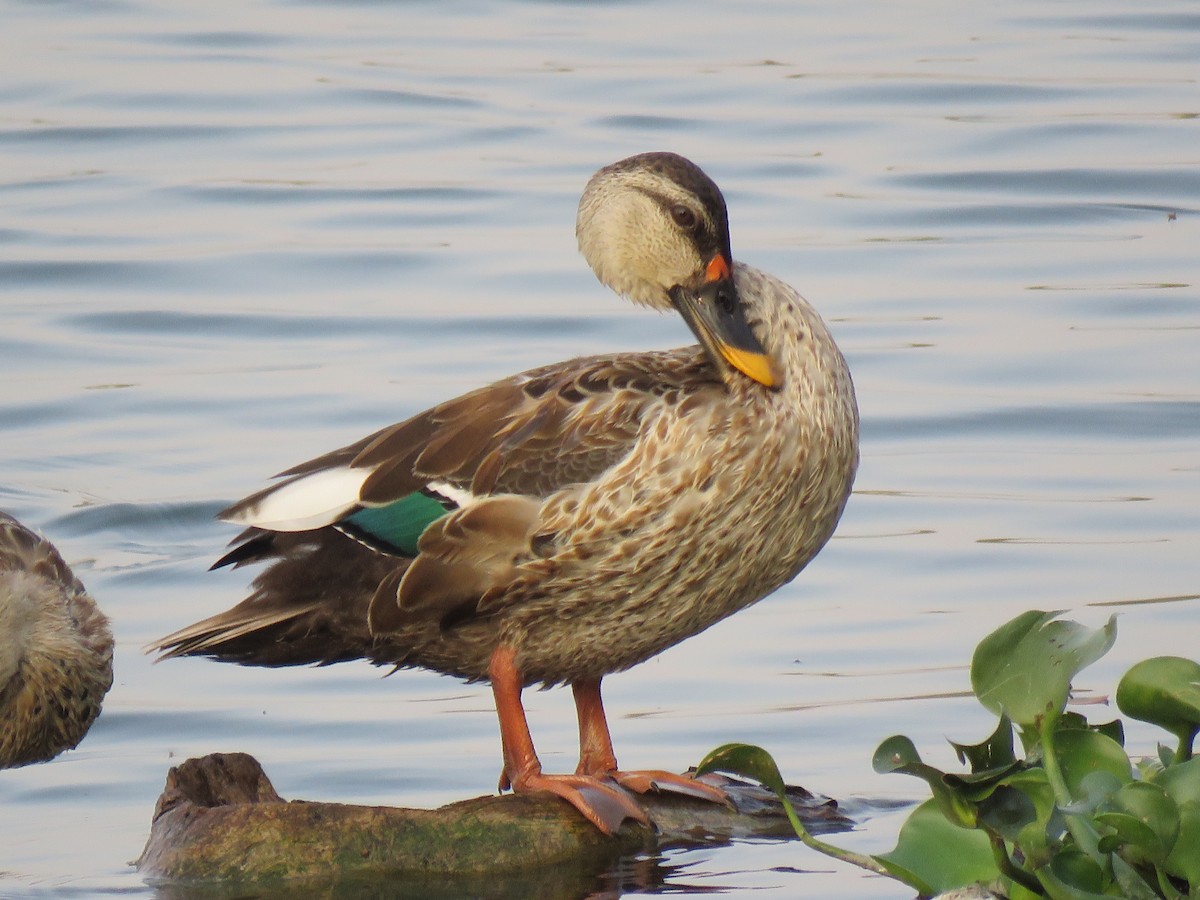 Indian Spot-billed Duck - Selvaganesh K
