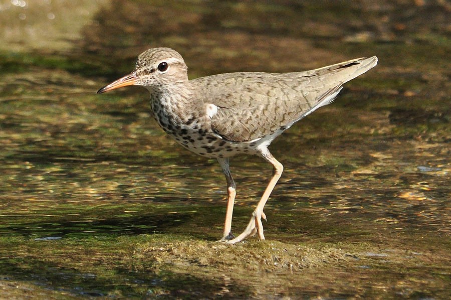 Spotted Sandpiper - Troy Hibbitts