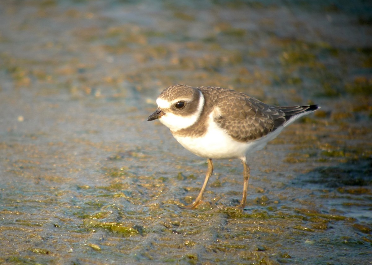 Semipalmated Plover - ML136611371