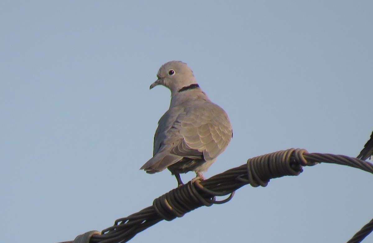 Eurasian Collared-Dove - ML136611731