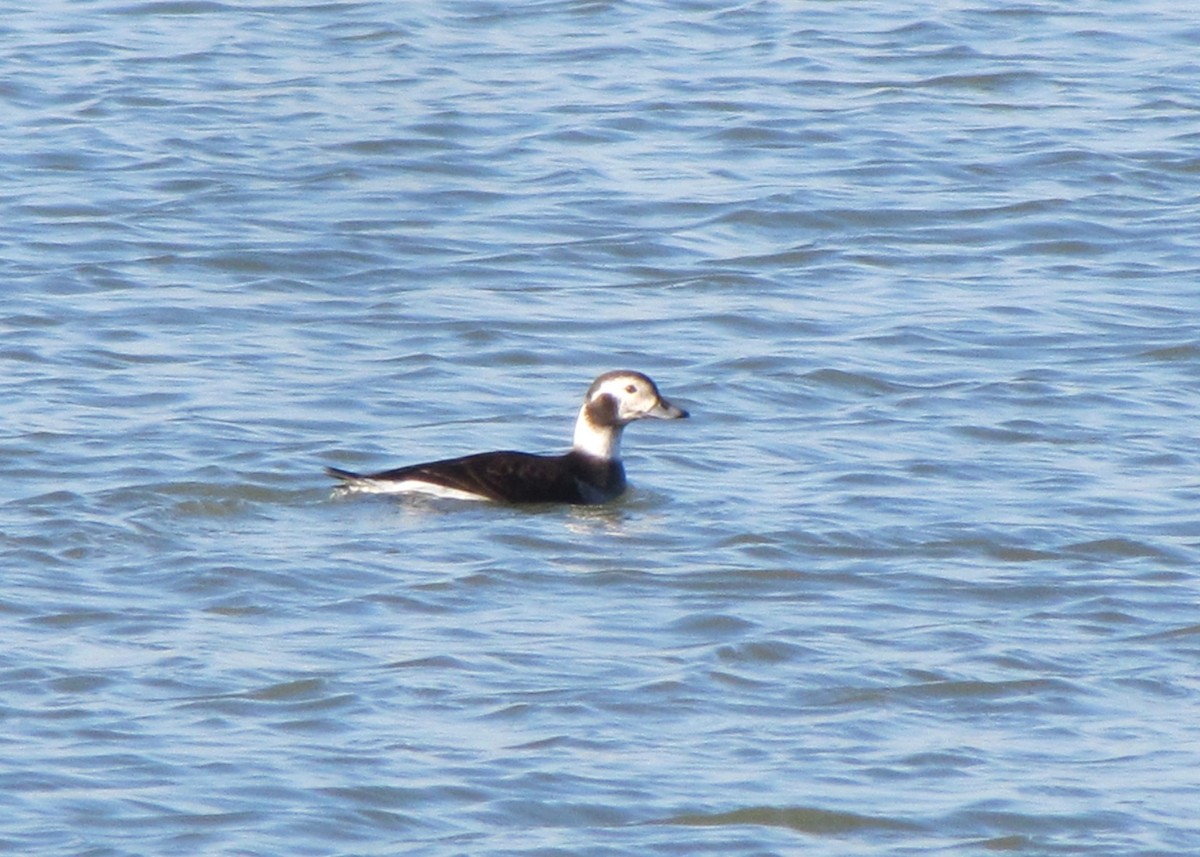 Long-tailed Duck - Dan Gesualdo