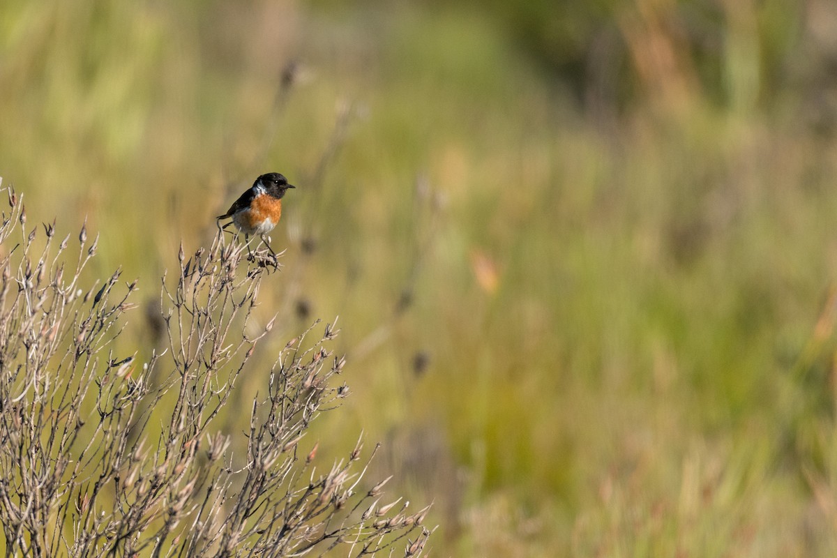 African Stonechat - ML136616561