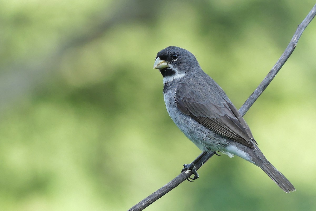 Double-collared Seedeater - Jorge  Quiroga