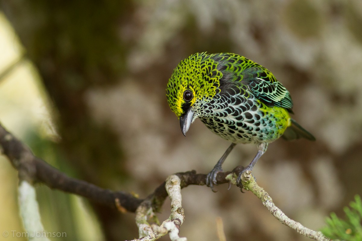 Speckled Tanager - ML136620311