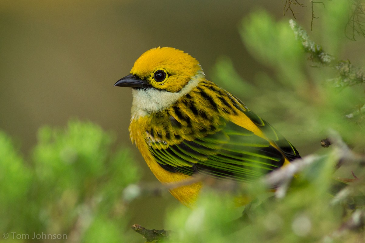 Silver-throated Tanager - Tom Johnson