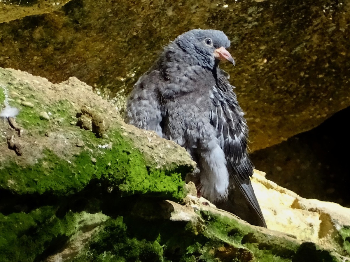 Rock Pigeon (Feral Pigeon) - ML136620461
