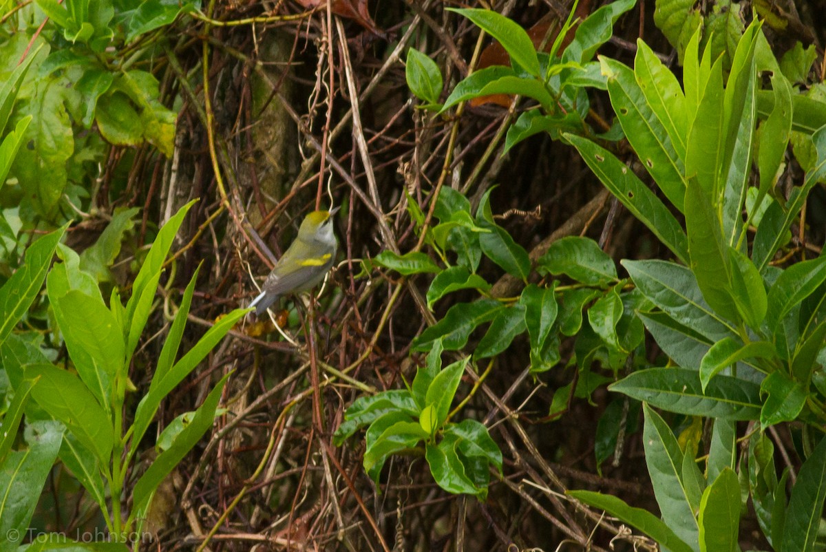 Golden-winged x Blue-winged Warbler (hybrid) - Tom Johnson