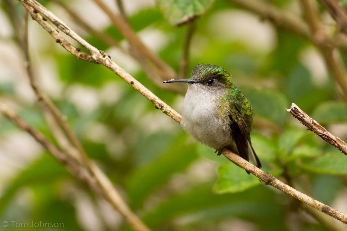 Black-bellied Hummingbird - Tom Johnson