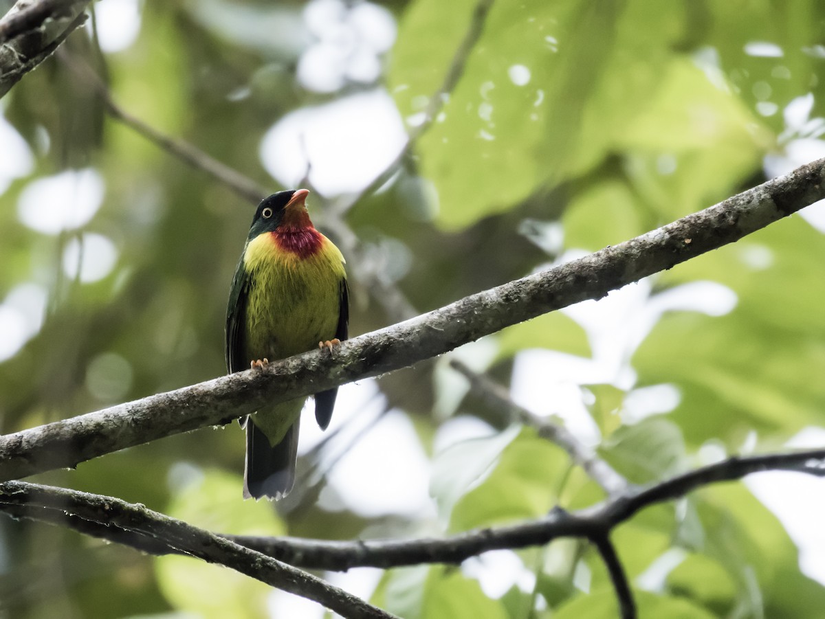 Scarlet-breasted Fruiteater (squamipectus) - ML136623591