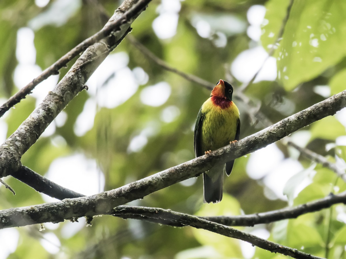 Scarlet-breasted Fruiteater (squamipectus) - ML136623601