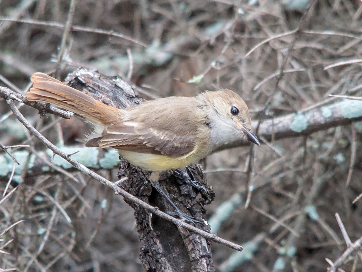 Galapagos Flycatcher - William Stephens