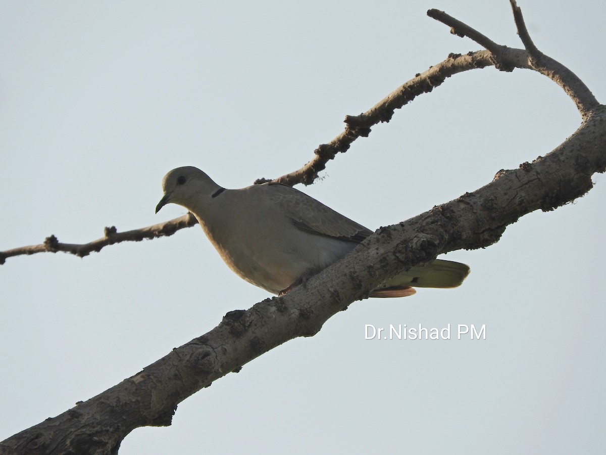 Eurasian Collared-Dove - Dr. NISHAD PM