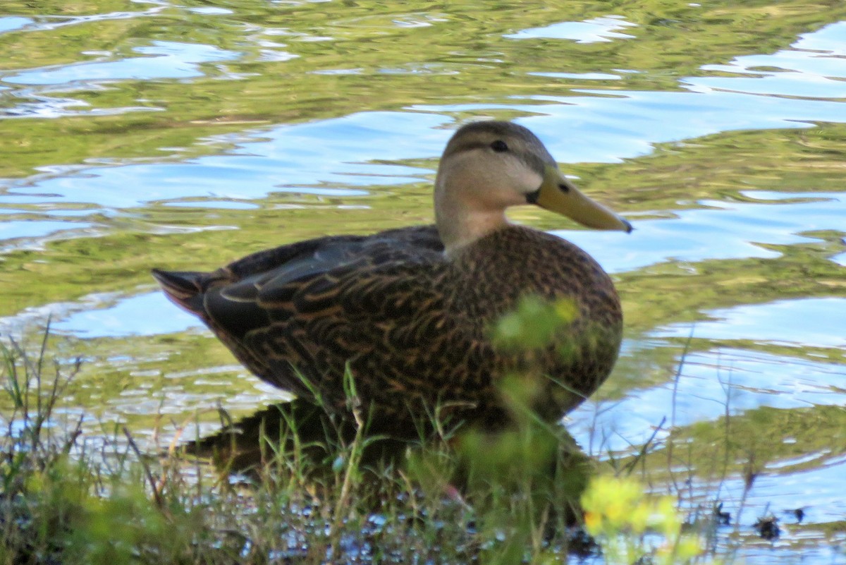 Mottled Duck - ML136627111