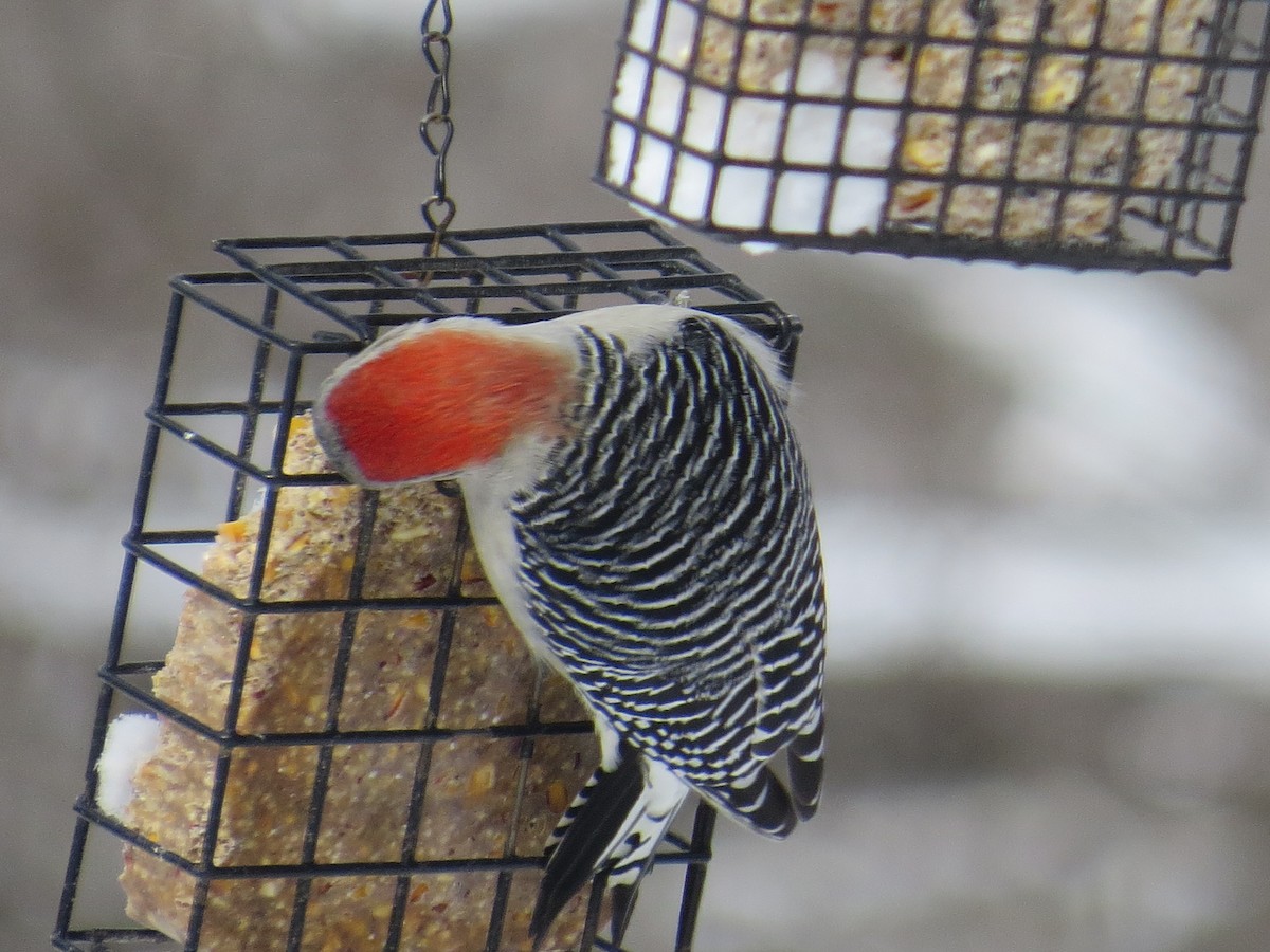 Red-bellied Woodpecker - Jim Frank