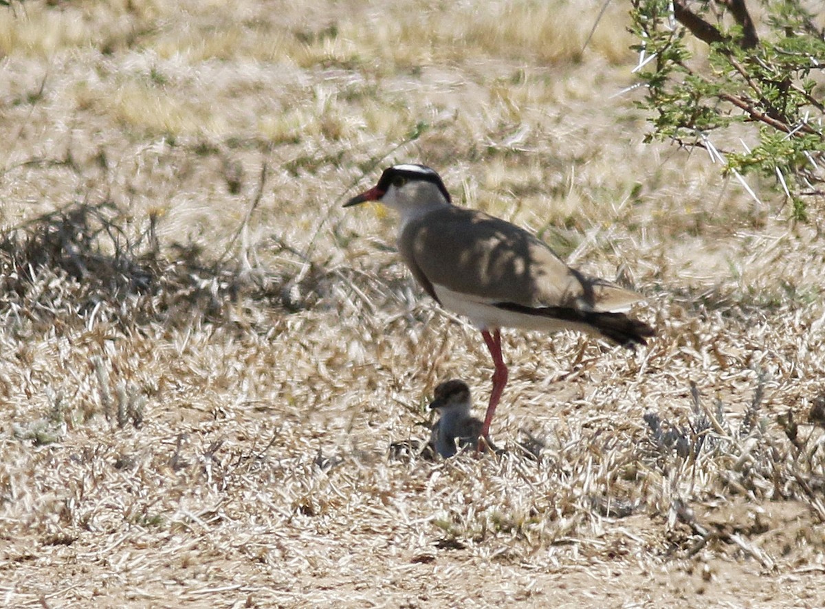 Crowned Lapwing - ML136627751