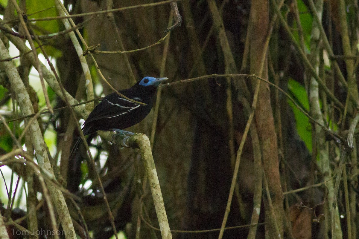 Bare-crowned Antbird - ML136630951