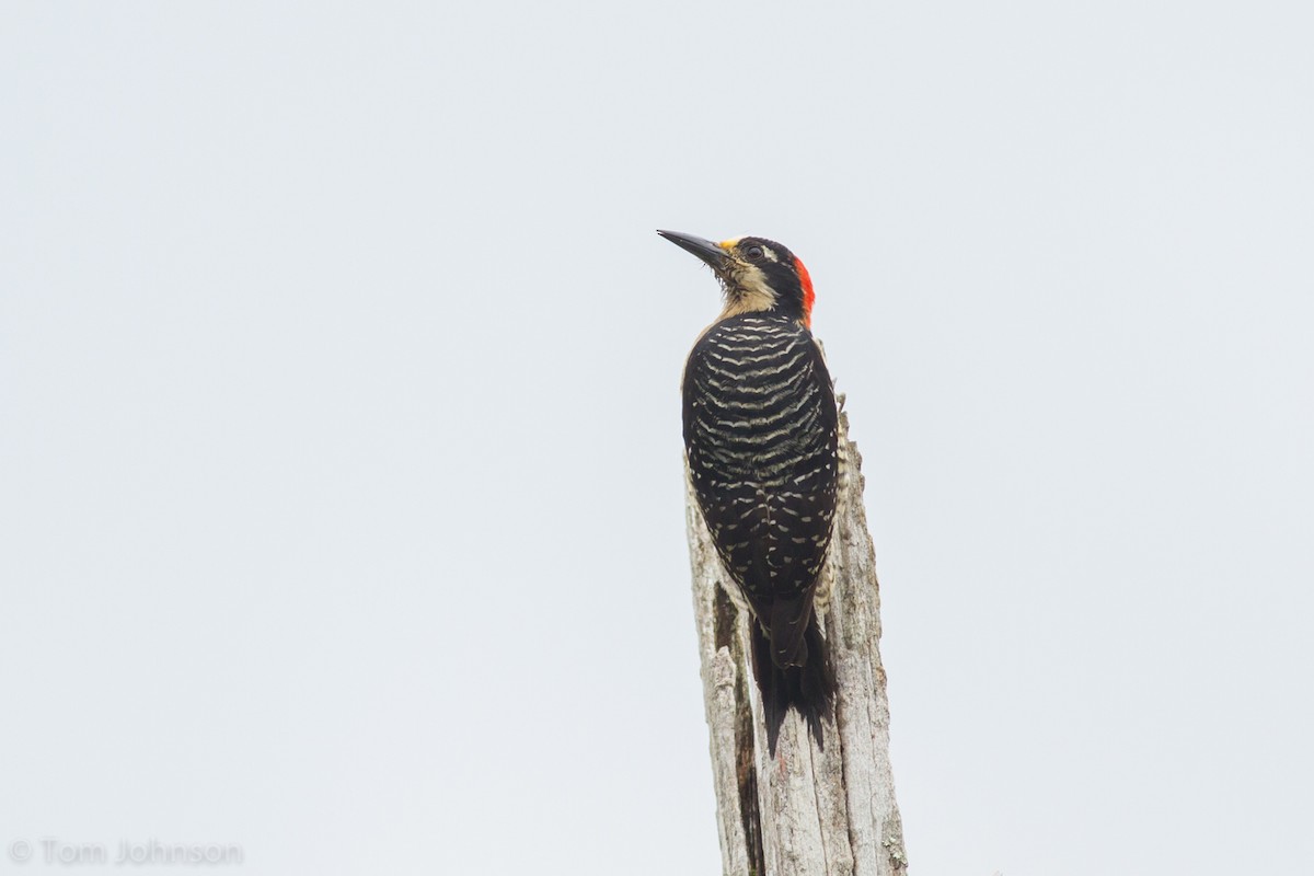 Black-cheeked Woodpecker - ML136631431