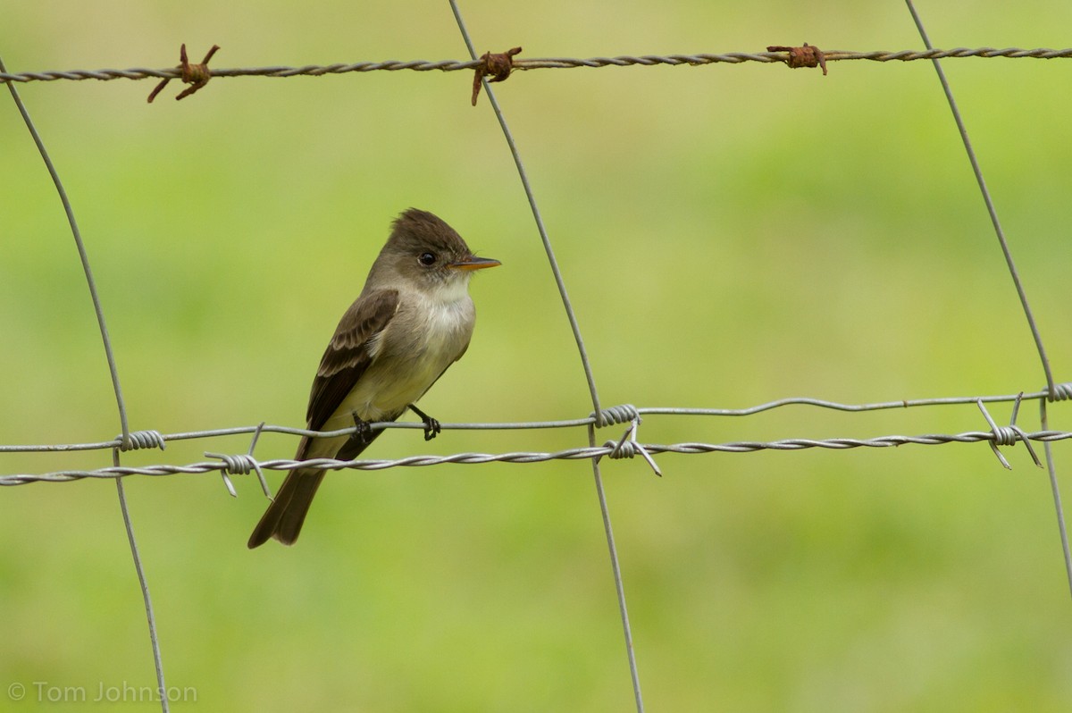 Northern Tropical Pewee - Tom Johnson