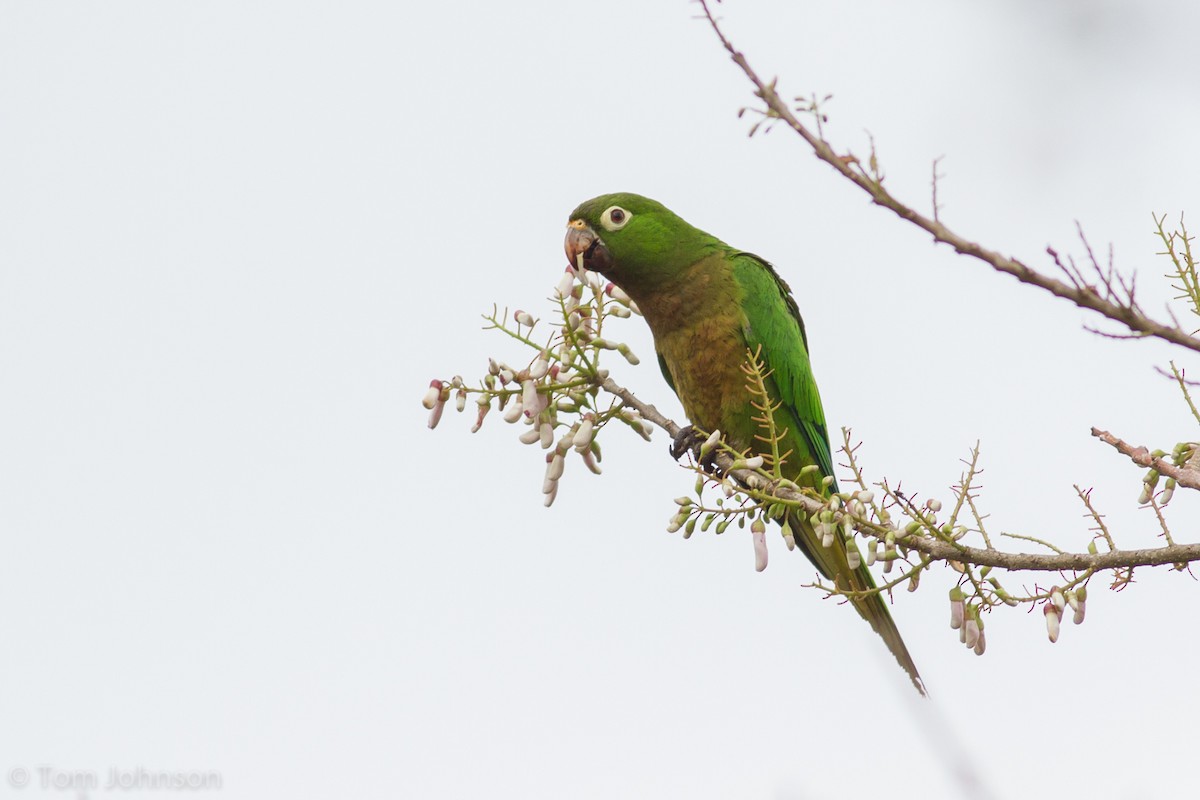 Olive-throated Parakeet - ML136633101