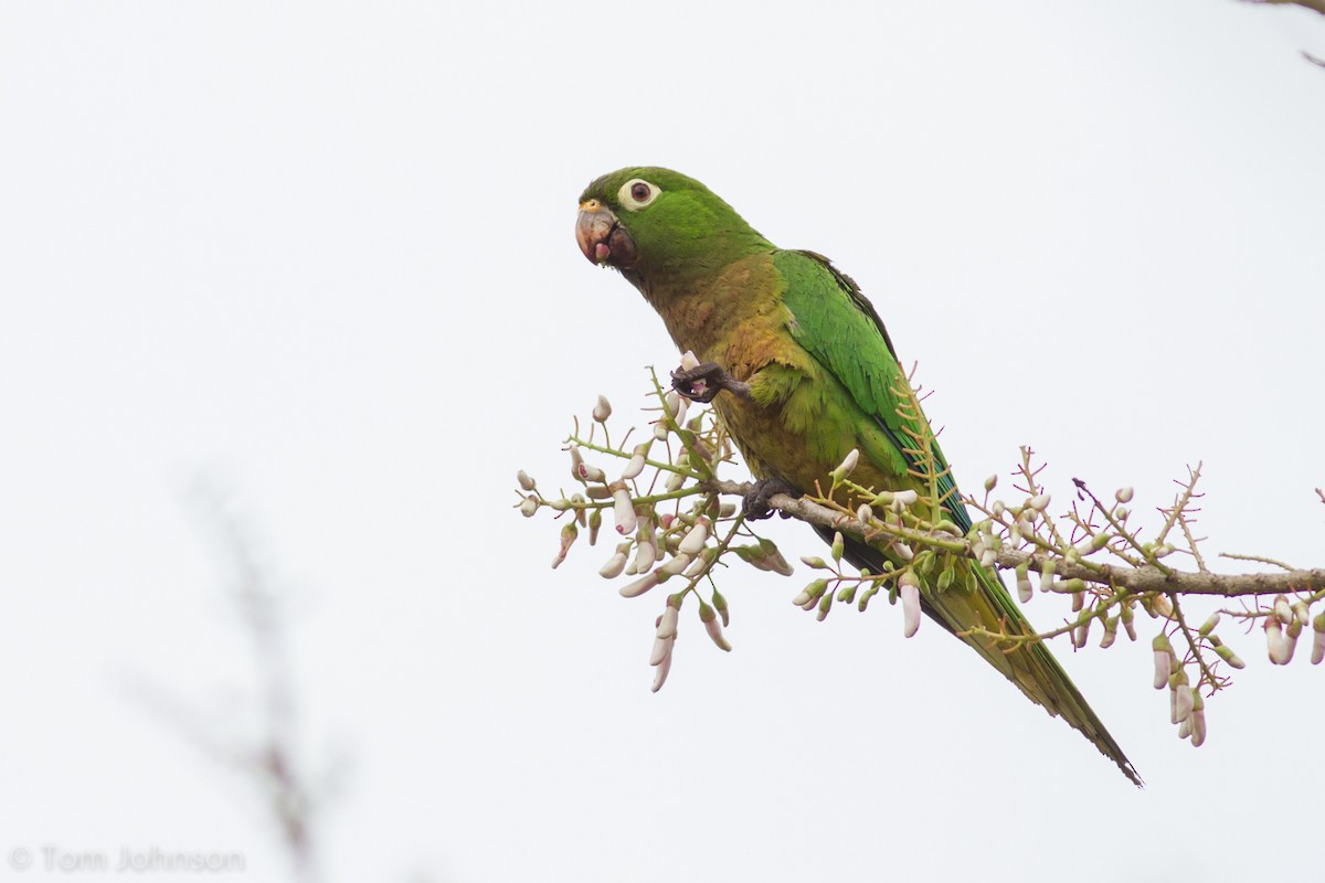Olive-throated Parakeet - ML136633111