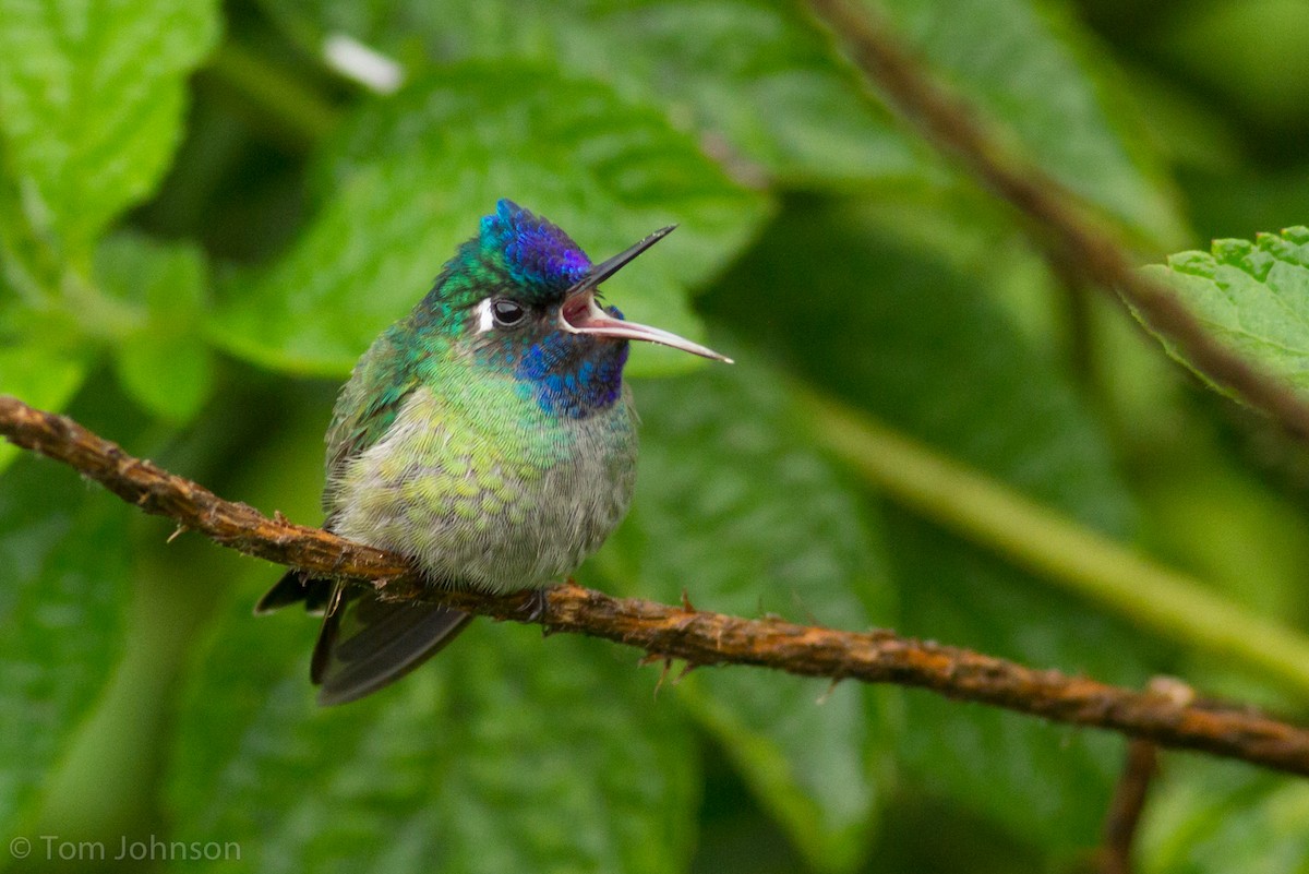 kolibřík fialovohlavý - ML136633941