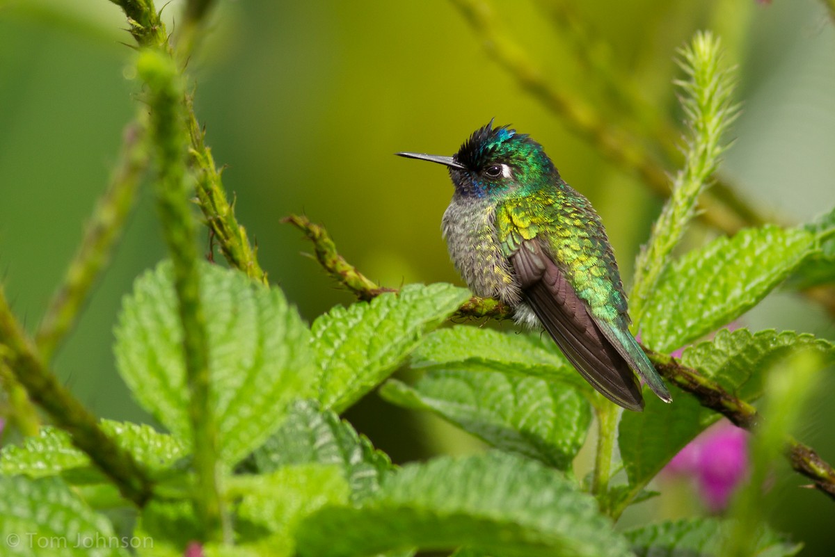 Violet-headed Hummingbird - Tom Johnson