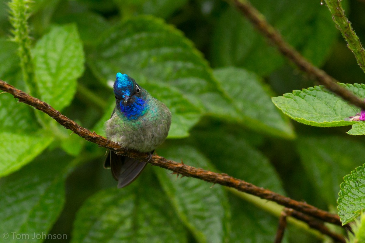 Violet-headed Hummingbird - ML136633961